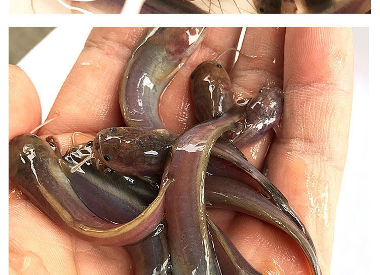 荣郁荣郁本地塘鲺苗胡子鲶鱼苗本地塘角鱼土塘鲺滑哥淡水活体养殖埃及