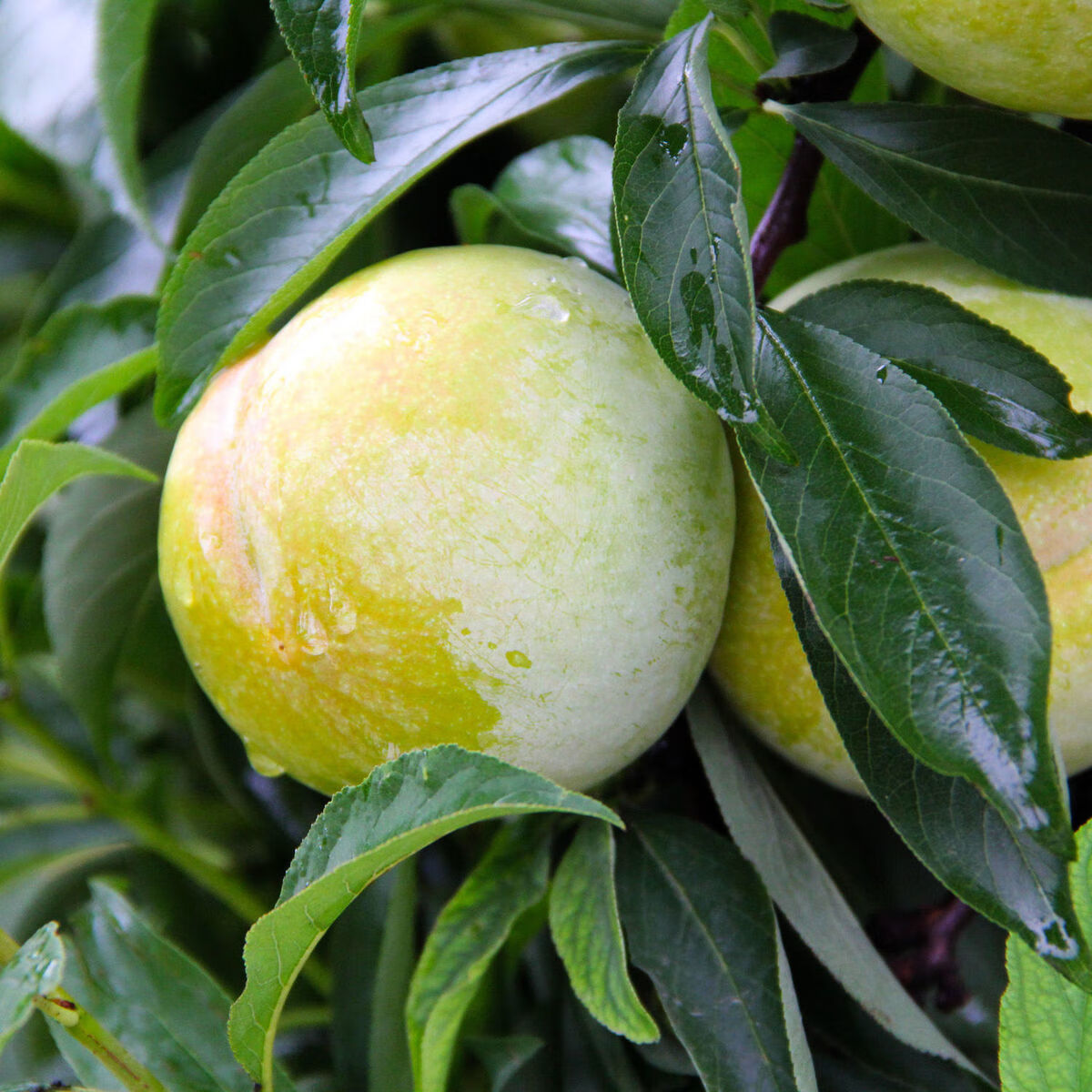 脆甜青李子秋姬李5斤陕西应季新鲜水果非脱骨李现摘10斤批发爽口带箱9