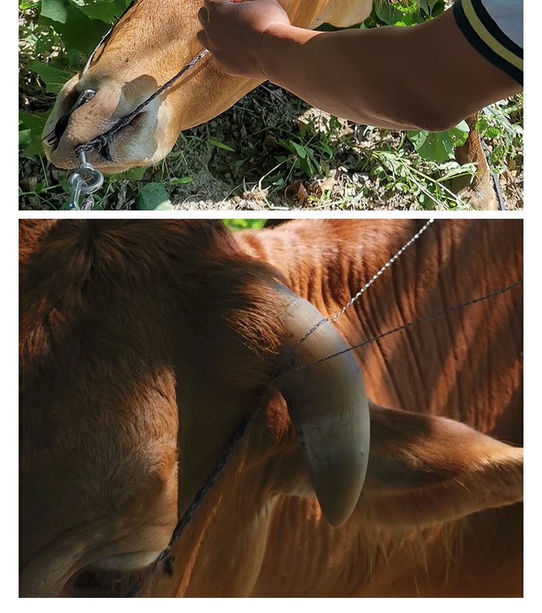 线锯链锯线锯子养殖器械转箍断犄角 升级蓝色款牛角锯(两套装)【图片