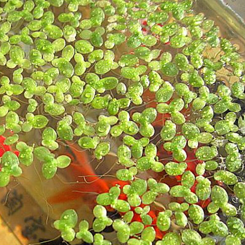 小叶浮萍青萍芝麻萍水草鱼缸龟缸水族箱造景池塘养殖水池净化水质