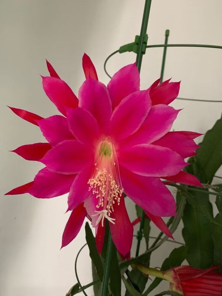 【精品绿植】粉色令箭荷花盆栽大花重瓣苗东北小粉玫红色鱼骨令箭荷花