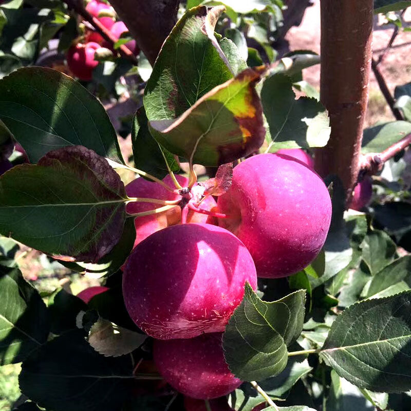 【年货精选】东北的大秋果脆沙果龙丰果龙秋果特产