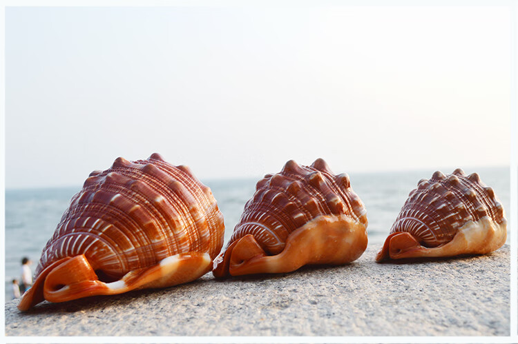 万宝螺贝壳 天然大海螺壳 家里的装饰品 四大名螺贝壳客厅摆件生日