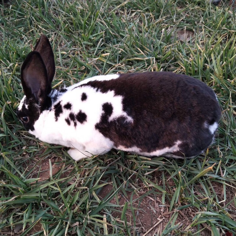 巨兔喜马拉雅巨兔大型家养兔子活巨型兔可繁殖黑色一公一母