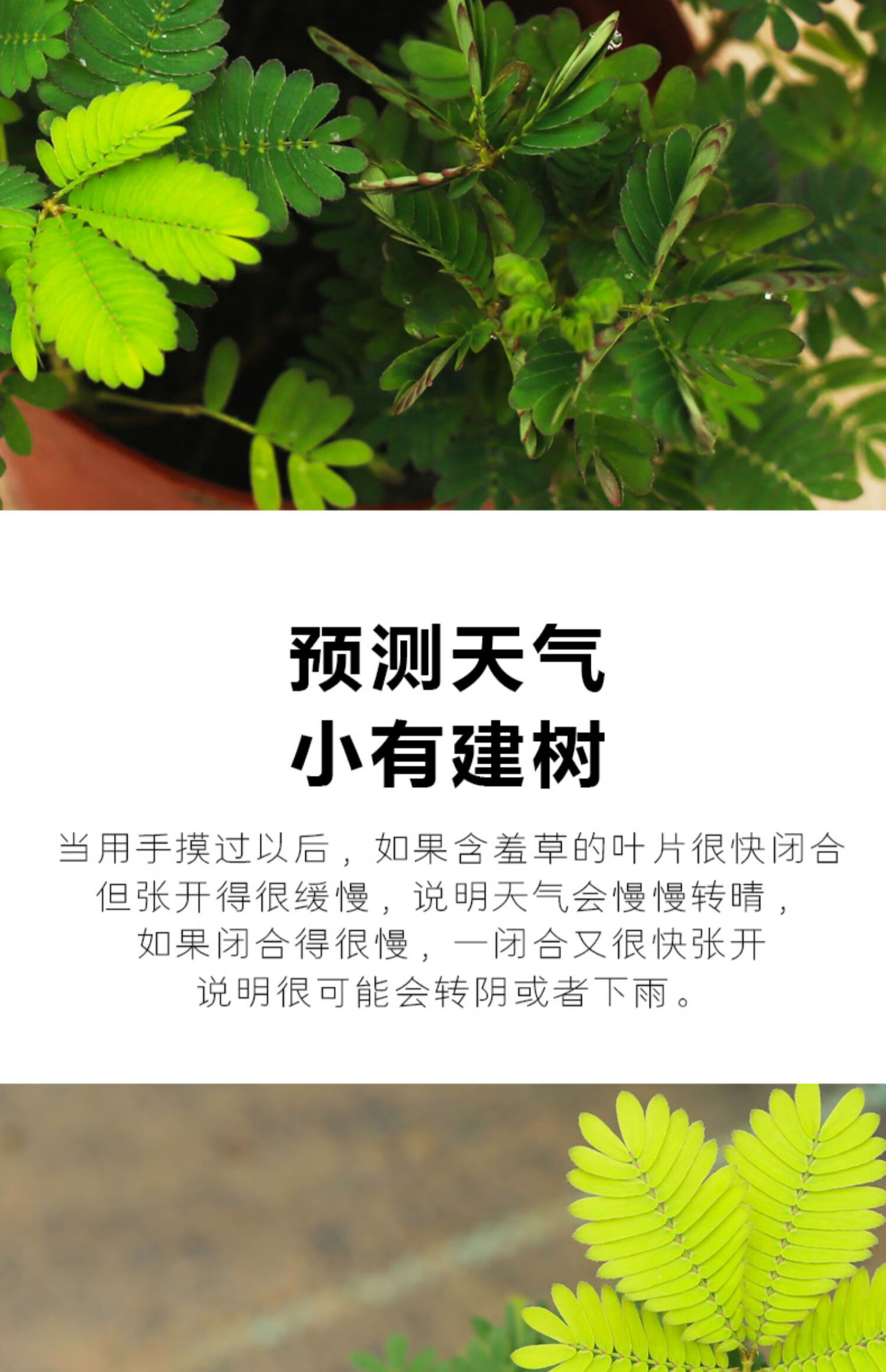 【淘舞】淘舞 含羞草盆栽绿植室内可爱小植物四季常青好养花卉绿植