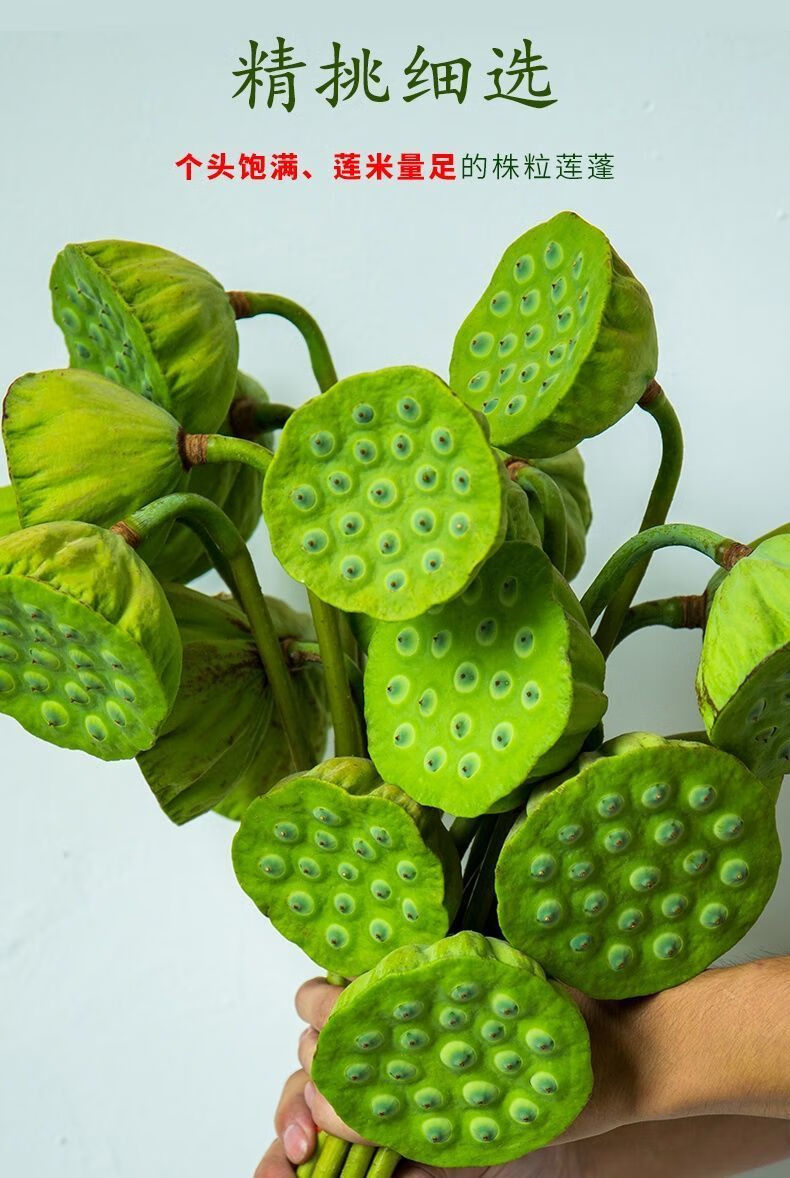 嫩莲子莲蓬新鲜生吃鲜嫩莲蓬鲜莲子新鲜现摘青莲子水果莲蓬莲子米