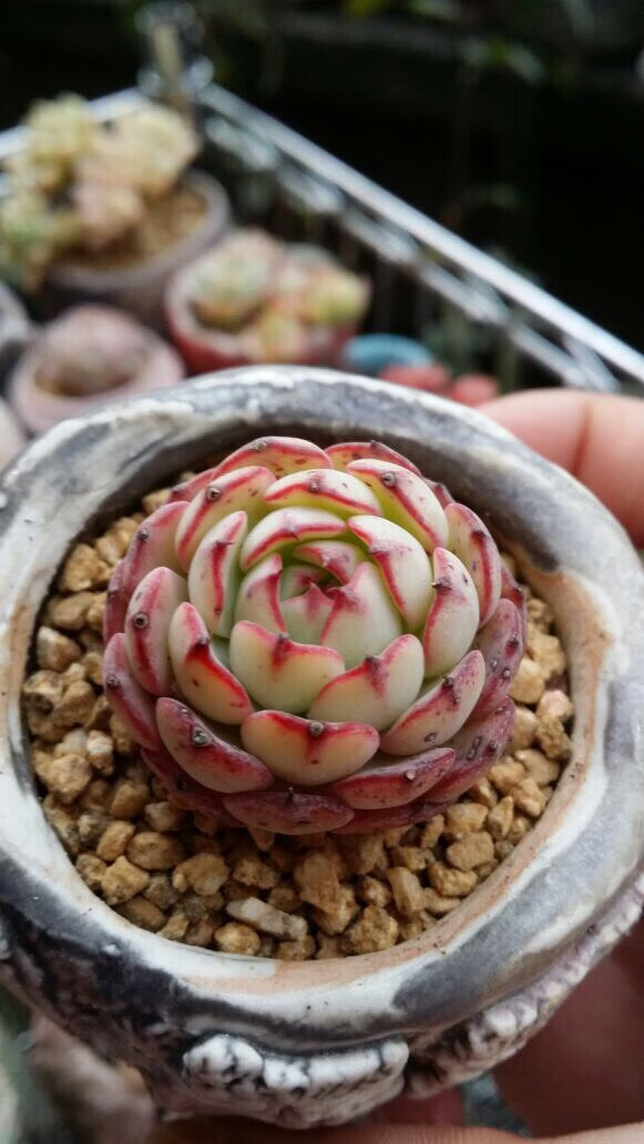 精选精品多肉植物三色堇双子贝瑞吸财树凌雪香水多肉绿植花卉所罗门