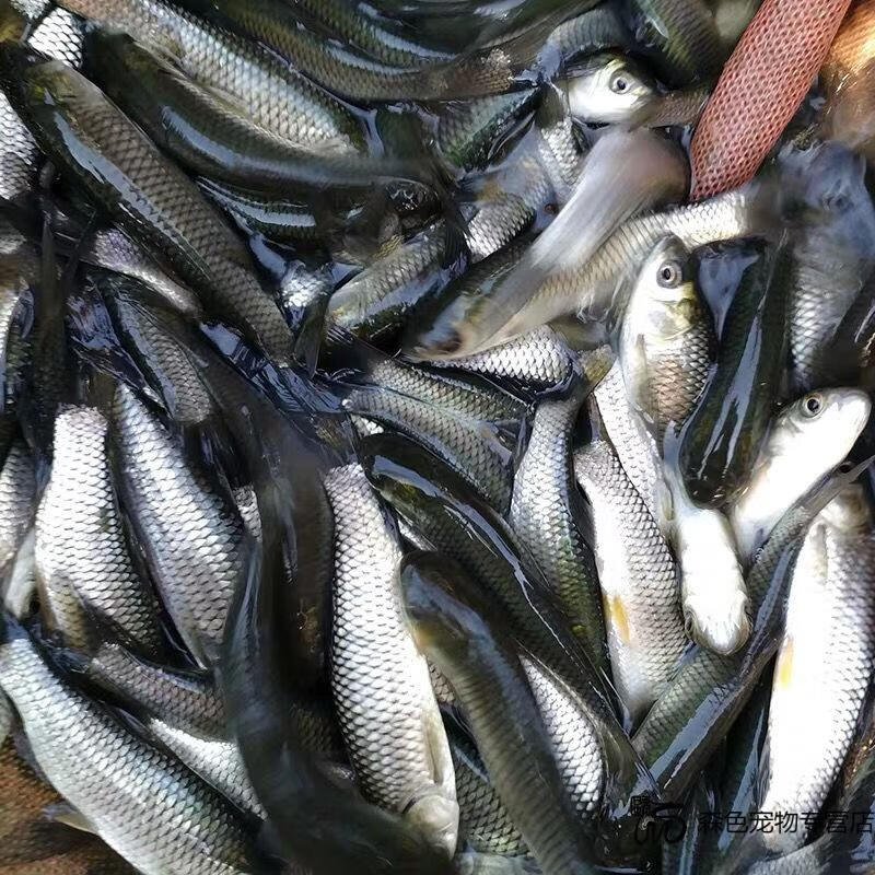 【四川重庆】草鱼苗活体广草青皖鱼鱼塘养殖淡水冷水鱼苗 草鱼7-10