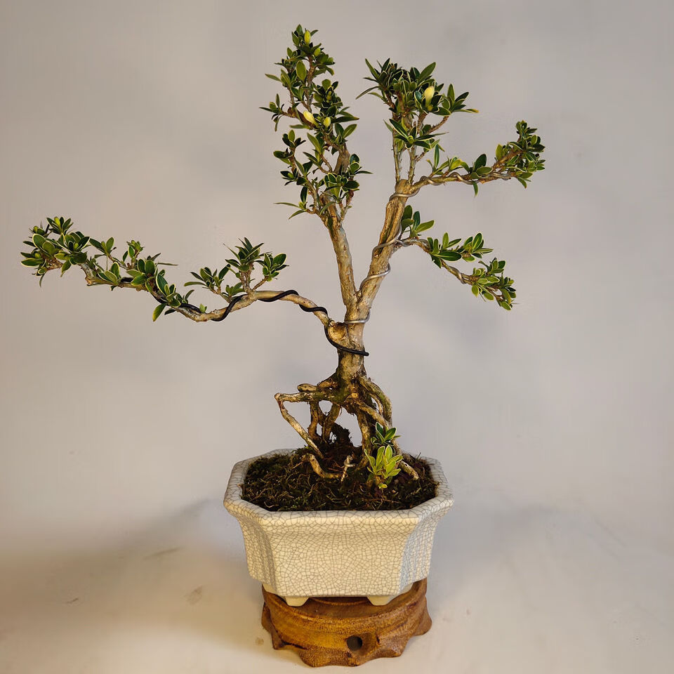 提根金边六月雪盆景老桩红花白花悬崖四季长青绿植花新疆西藏专链四年