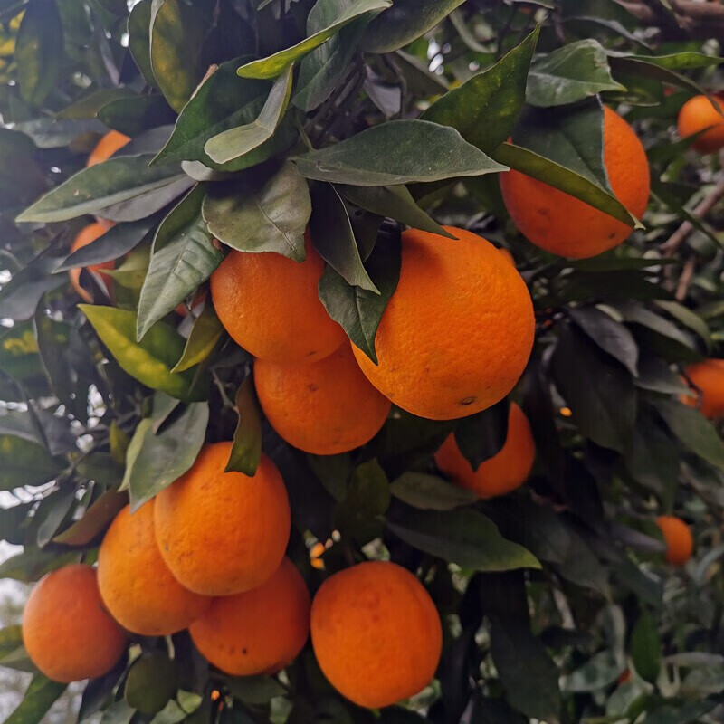 媚调 钦辰奕【速发】(原产地现发) 重庆广柑江津鹅蛋柑油溪老品种橙子