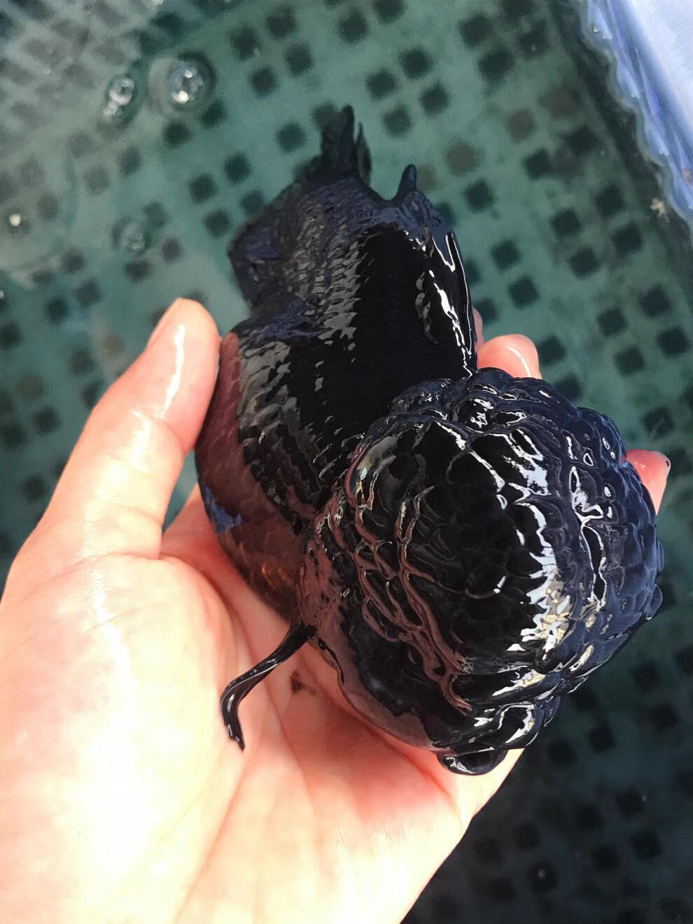 族萃红/黑狮子头金鱼观赏鱼国粹萌萌大脑袋狮子头金鱼进宝 2条黑狮头