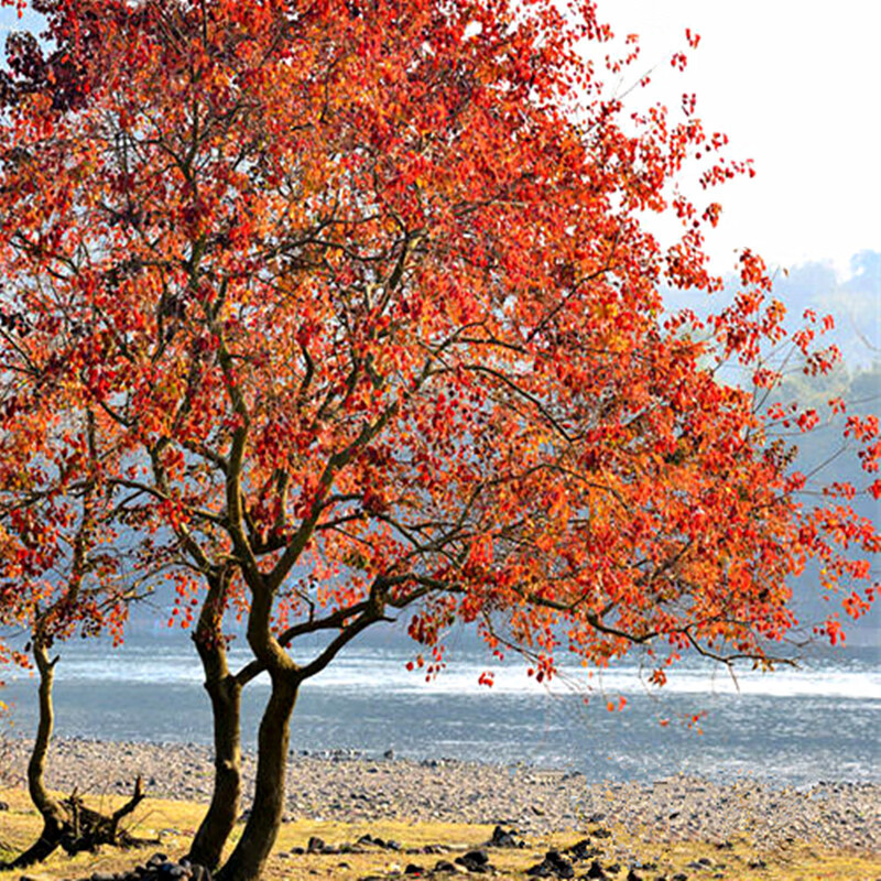 红叶乌桕树苗山红叶南北方别墅庭院绿化树耐寒丛生乌桕景观彩叶树根径