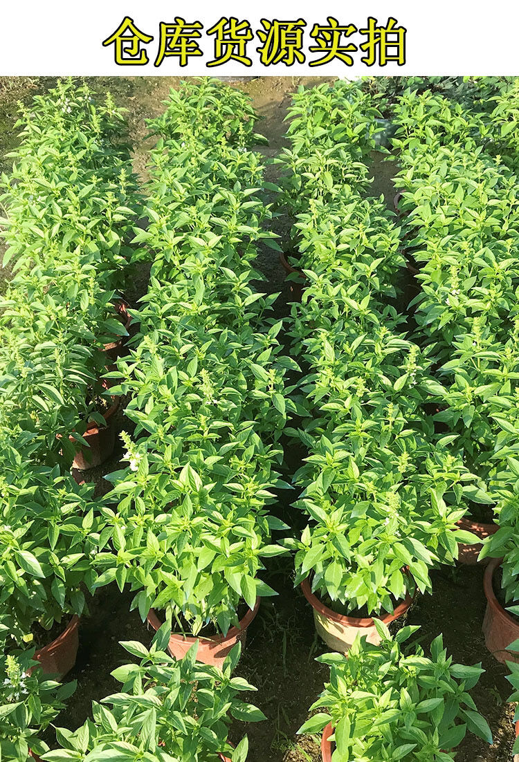 九层塔盆栽食用可食用九层塔苗新鲜罗勒盆栽金不换叶鱼香草厨房调味
