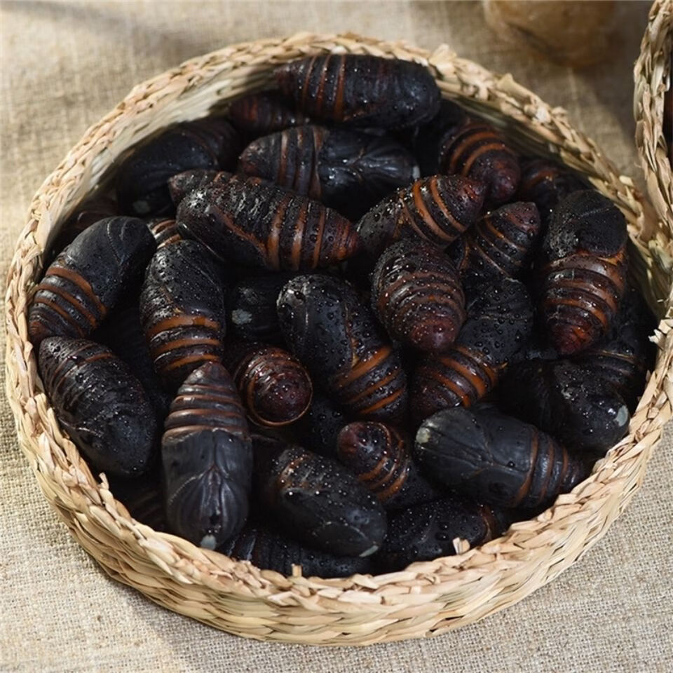 东北特产辽宁丹东柞蚕蛹新鲜活20黑蚕蛹鲜活茧蛹蝉蛹1斤