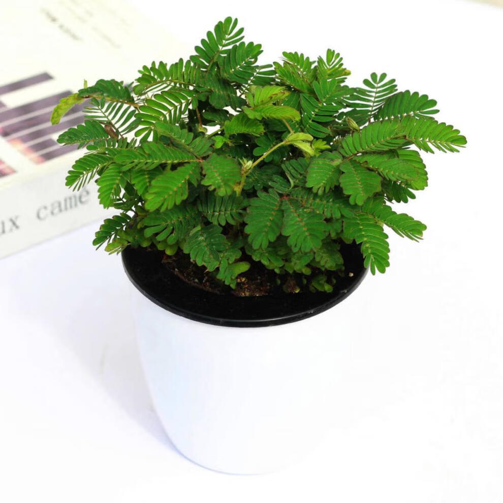 彩虹含羞草盆栽彩叶害羞草带盆趣味植物阳台室内教室办公室小绿植