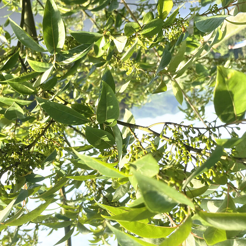 湖南新鲜野生山胡椒现摘木姜子山苍子木浆子祛腥酸汤火锅底料 1000g