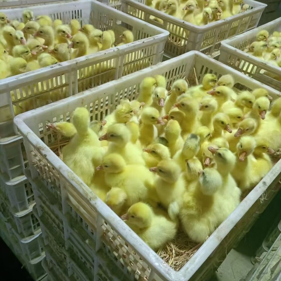 白鹅苗仔活体狮头鹅苗产蛋王百子鹅苗宠物小鹅苗大种鹅仔活体批发白鹅