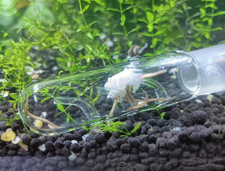 捕捉水蛭蚂蝗神器涡虫器水族箱玻璃蜗虫捕捉器鱼缸涡虫笔吸水蛭蚂蝗捕