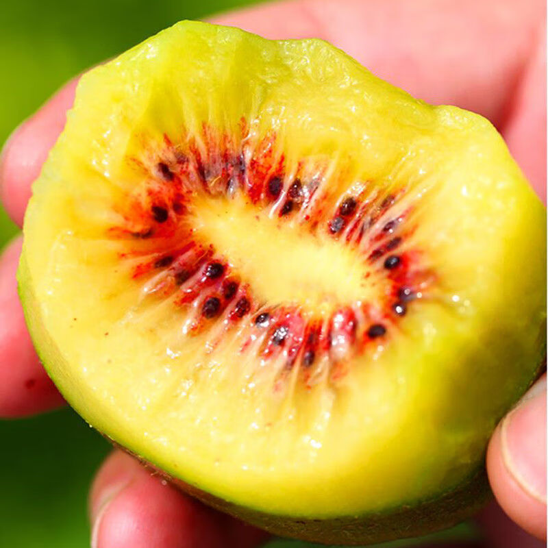 四川红心猕猴桃大果新鲜孕妇水果当季现摘奇异果香甜蒲江弥猴桃精选装