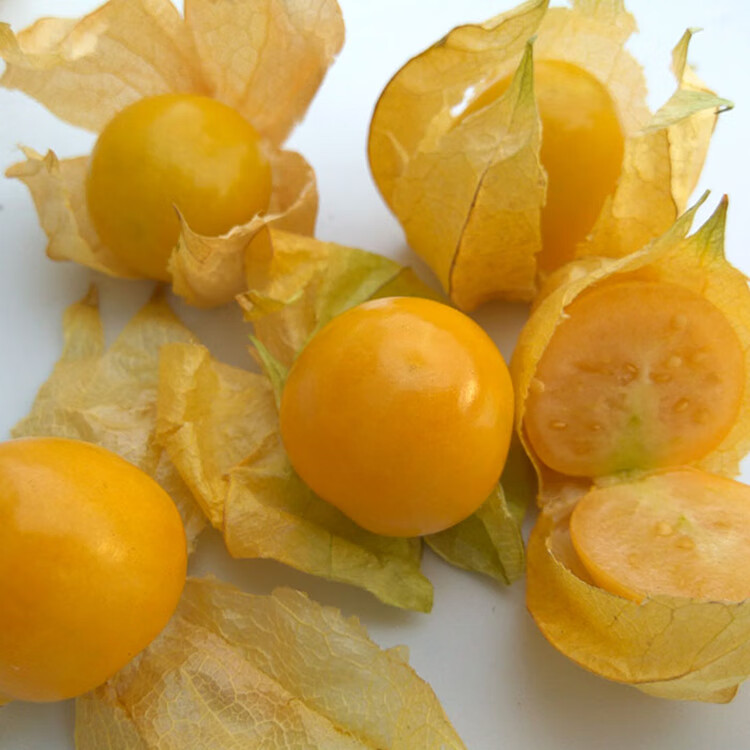 野生原味黄菇娘种子东北姑娘果酸甜浆果籽春夏秋阳台盆栽果蔬籽甜姑娘