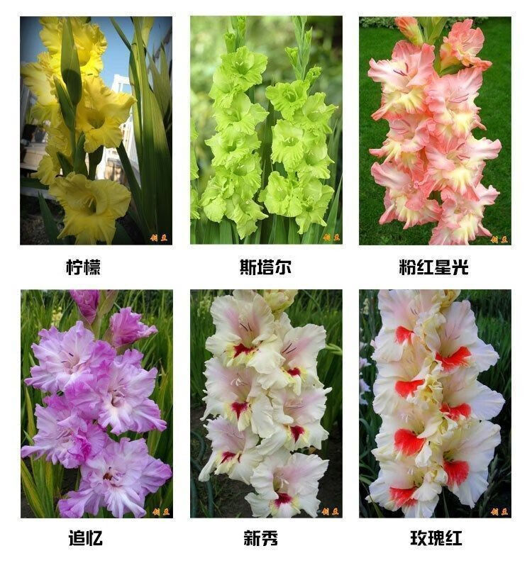 【12颗剑兰】多年生种球花苗唐菖蒲耐热耐寒花卉种子开花植物 【剑兰9