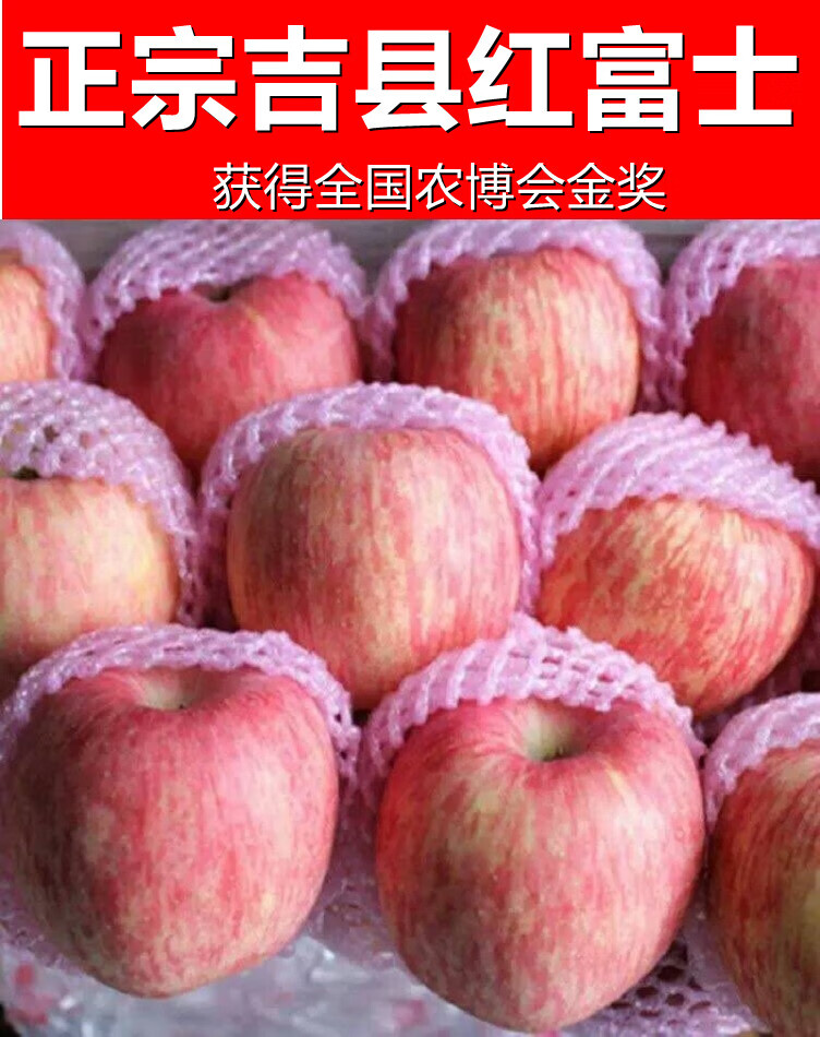 【头茬】吉县苹果 山西吉县壶口红富士苹果 水果当季新鲜水晶红富士 