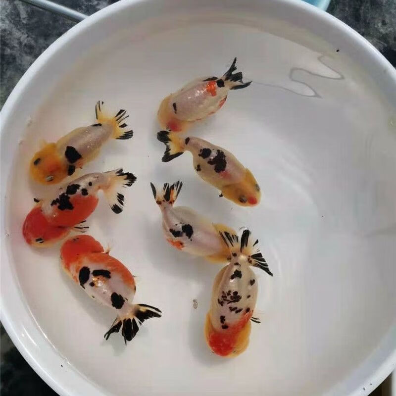 奶牛兰寿金鱼奶花水墨兰寿观赏鱼冷水鱼淡水鱼风水鱼渔场直销包活 7