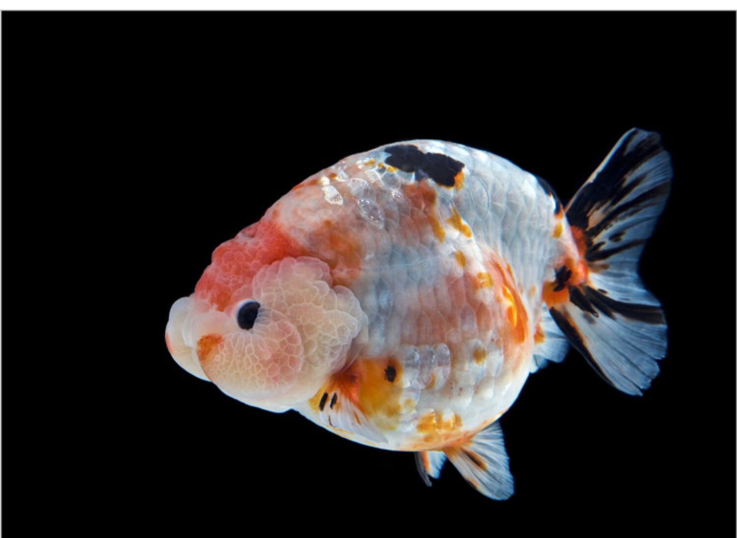 精品兰寿金鱼潘氏奶牛国粹金鱼观赏鱼包活好养兰寿活鱼苗水墨玉兔 7