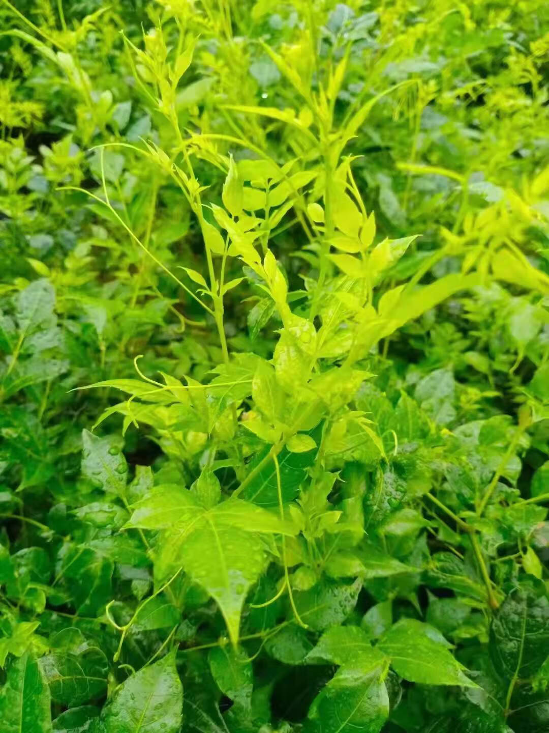 5折莓茶张家界嫩芽尖长寿藤茶500g特级土家养生霉茶龙须芽尖250克袋