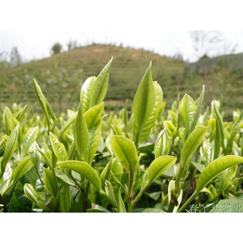 屏山高山绿茶散装春丫头茶业明前炒青地方特产四川宜宾