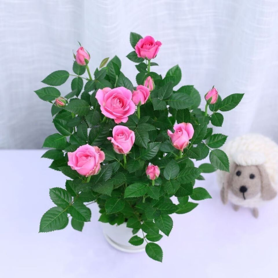 迷你玫瑰花苗盆栽带花苞好养花卉植物四季开花不断微型小月季 玫瑰玫
