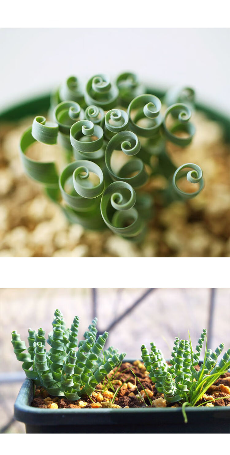 轻奢宽叶弹簧草种球o属多肉植物办公室桌面肉肉盆栽四季易活开花 直径