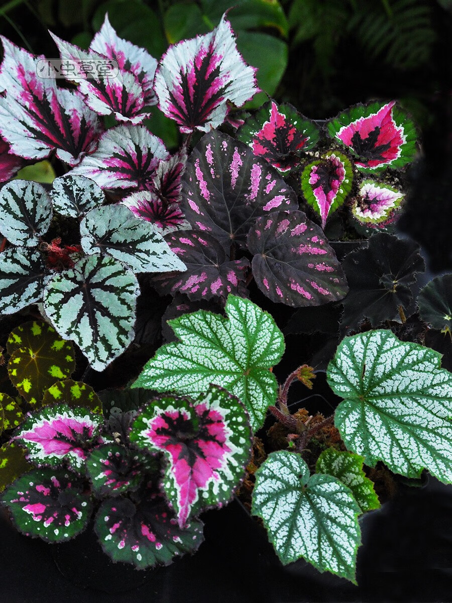 五彩蜗牛枫焰火室内观叶彩叶植物定制铁十字秋海棠23片叶11cm盆含盆