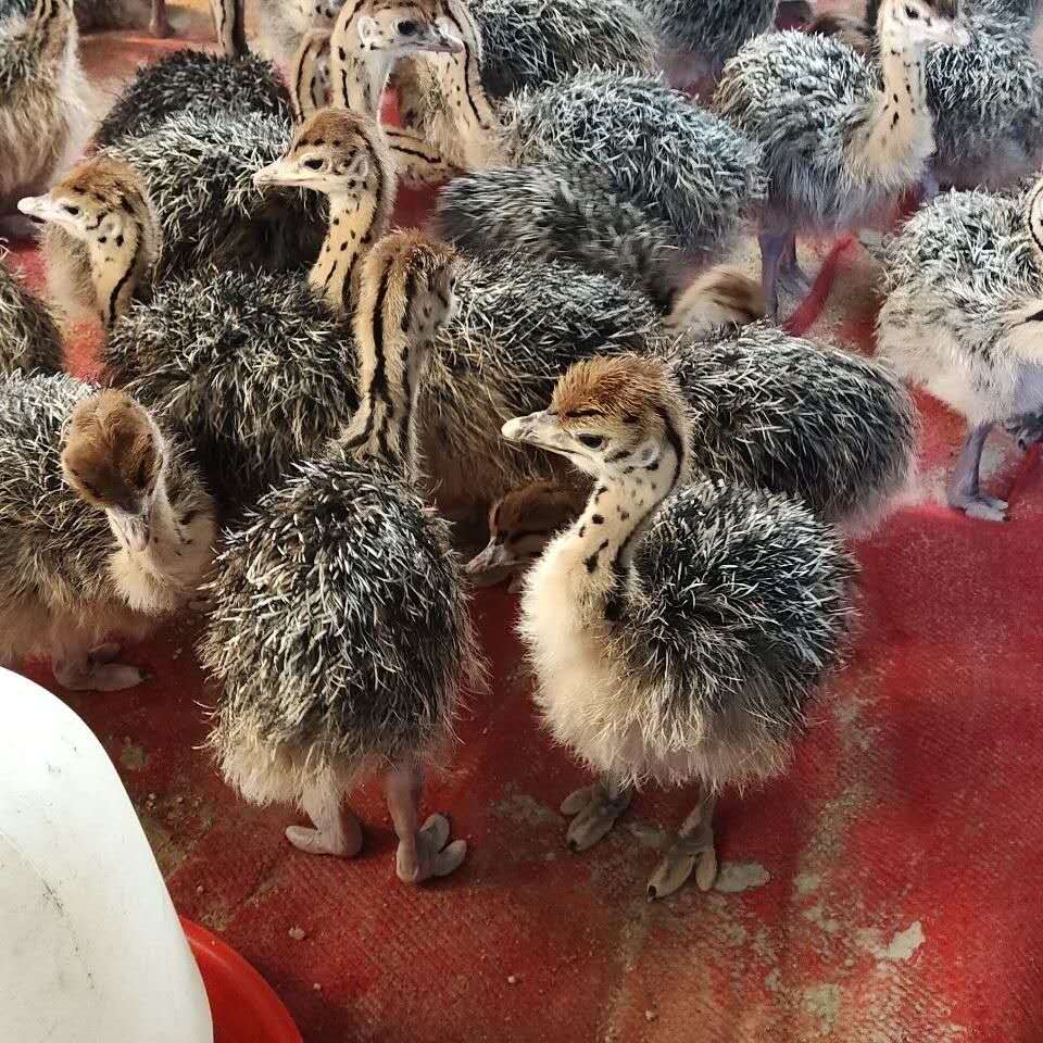 非洲鸵鸟鸵鸟苗活体幼崽纯种农户家养圈养可提供饲养技术指导cmaos