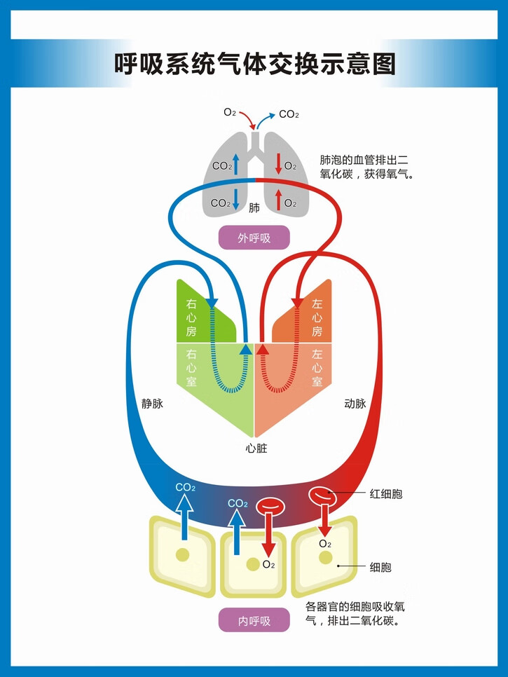 人体呼吸系统结构图呼吸系统构造图高清医院科室医科医学教学挂图横版
