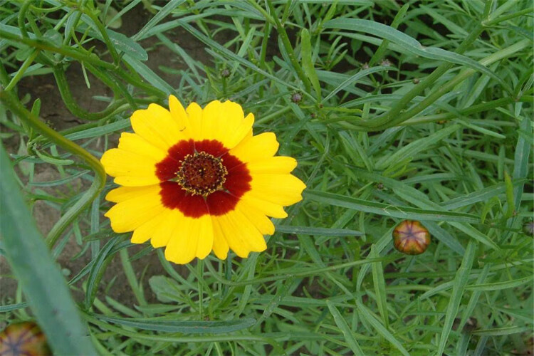 野栋昆仑雪菊新疆野生高海拔雪菊胎菊天山雪菊高寒花茶500克