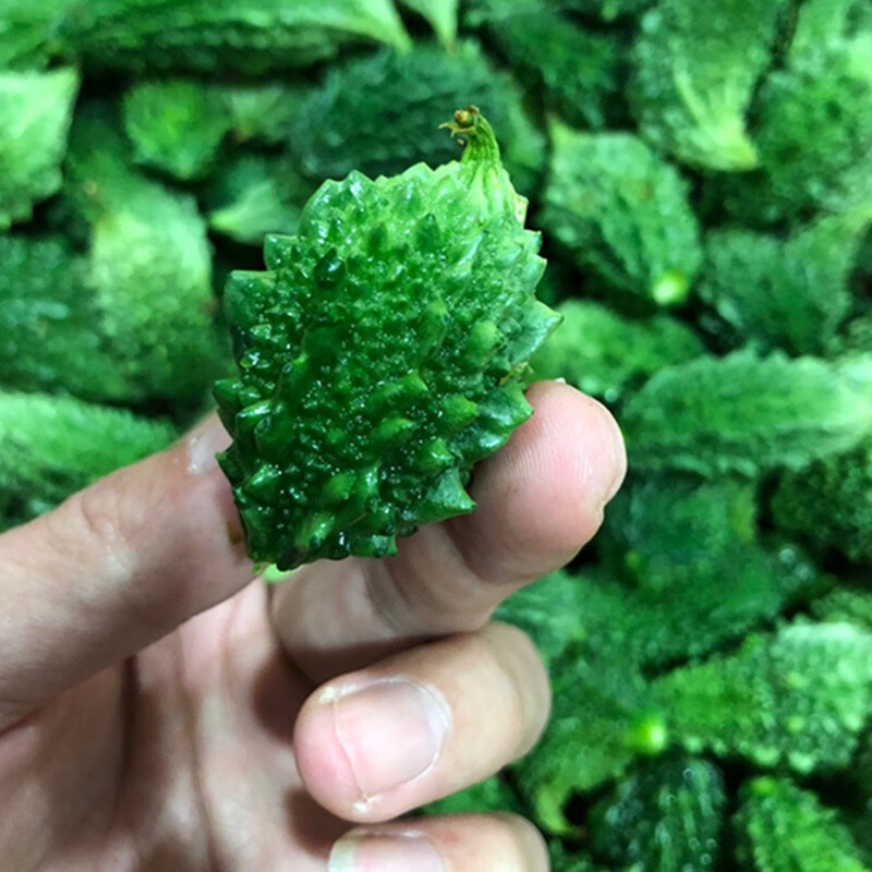 泰国吃播多籽生吃山苦瓜金铃子癞莆萄新鲜小癞瓜青小苦瓜2-8斤批发