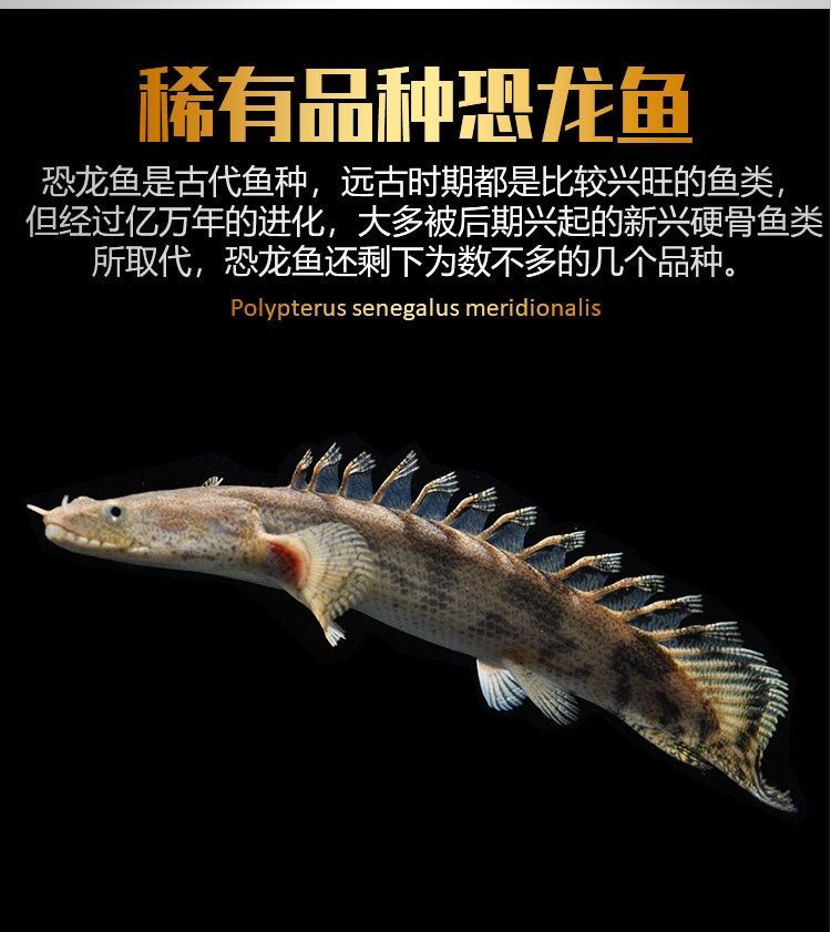 恐龍王魚活體稀有魚古老淡水魚龍紅眼恐龍魚大花虎斑恐龍魚觀賞魚