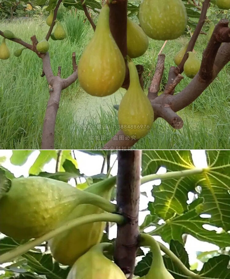 新品种芭劳奈无花果苗特大无花果树苗盆栽地栽种植当年结果果树苗