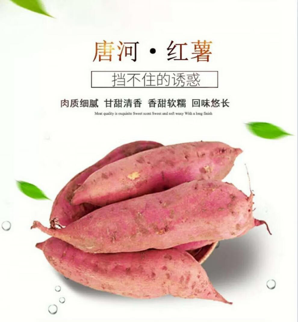 白心板栗红薯河南特产农家自种新鲜白心红薯白瓤地瓜干面9斤中大果