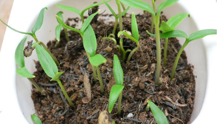 超大甜椒种子高产阳台庭院蔬菜家庭盆栽辣椒种孑苗菜椒灯笼椒种籽甜椒