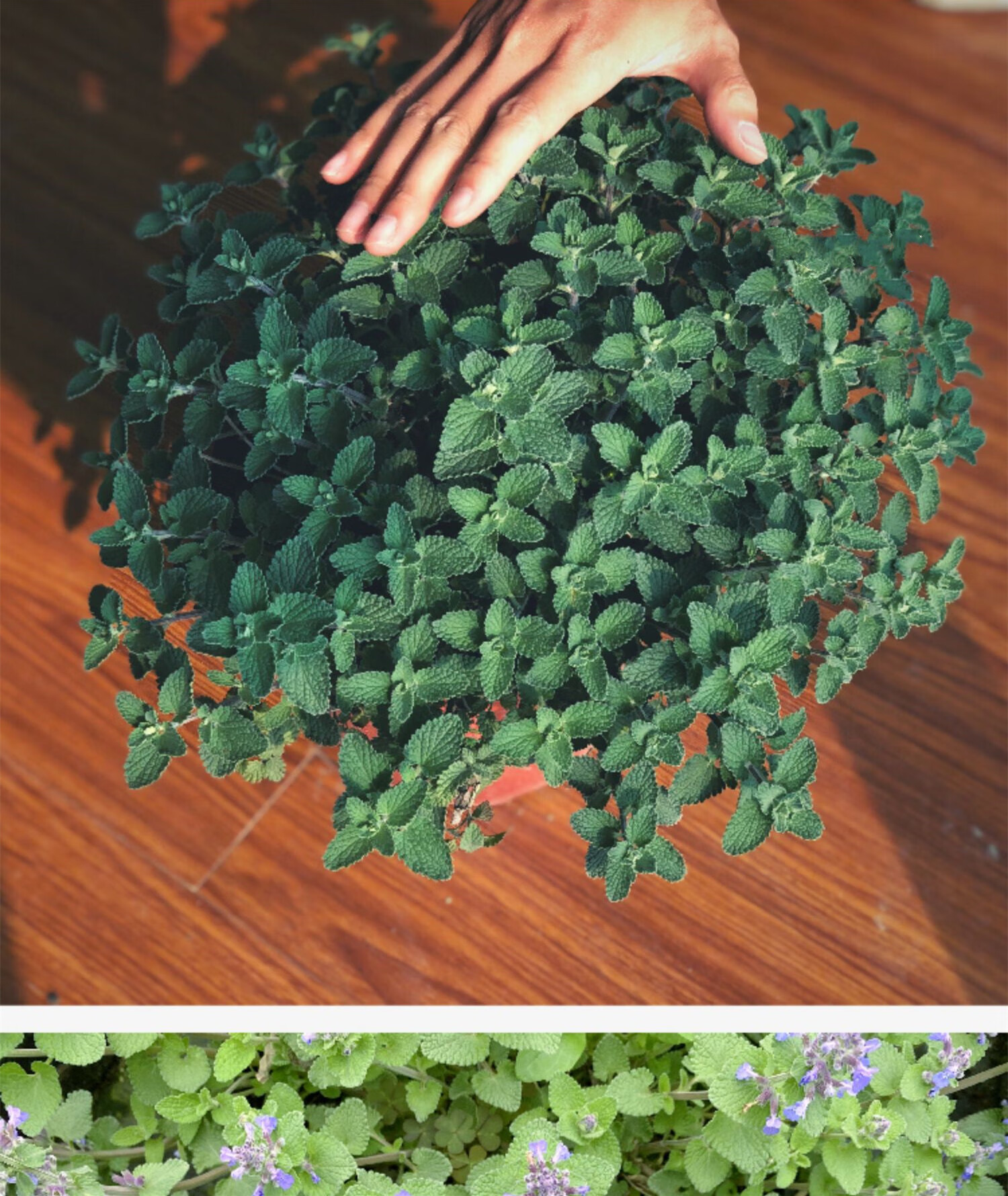 猫薄荷盆栽 猫草猫零食可食用猫咪用品t3 1加仑盆 含盆【图片 价格