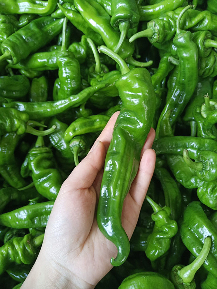 【长沙农家】湖南辣椒炒肉青辣椒香辣螺丝椒皱皮椒湘菜 4斤(泡沫箱加