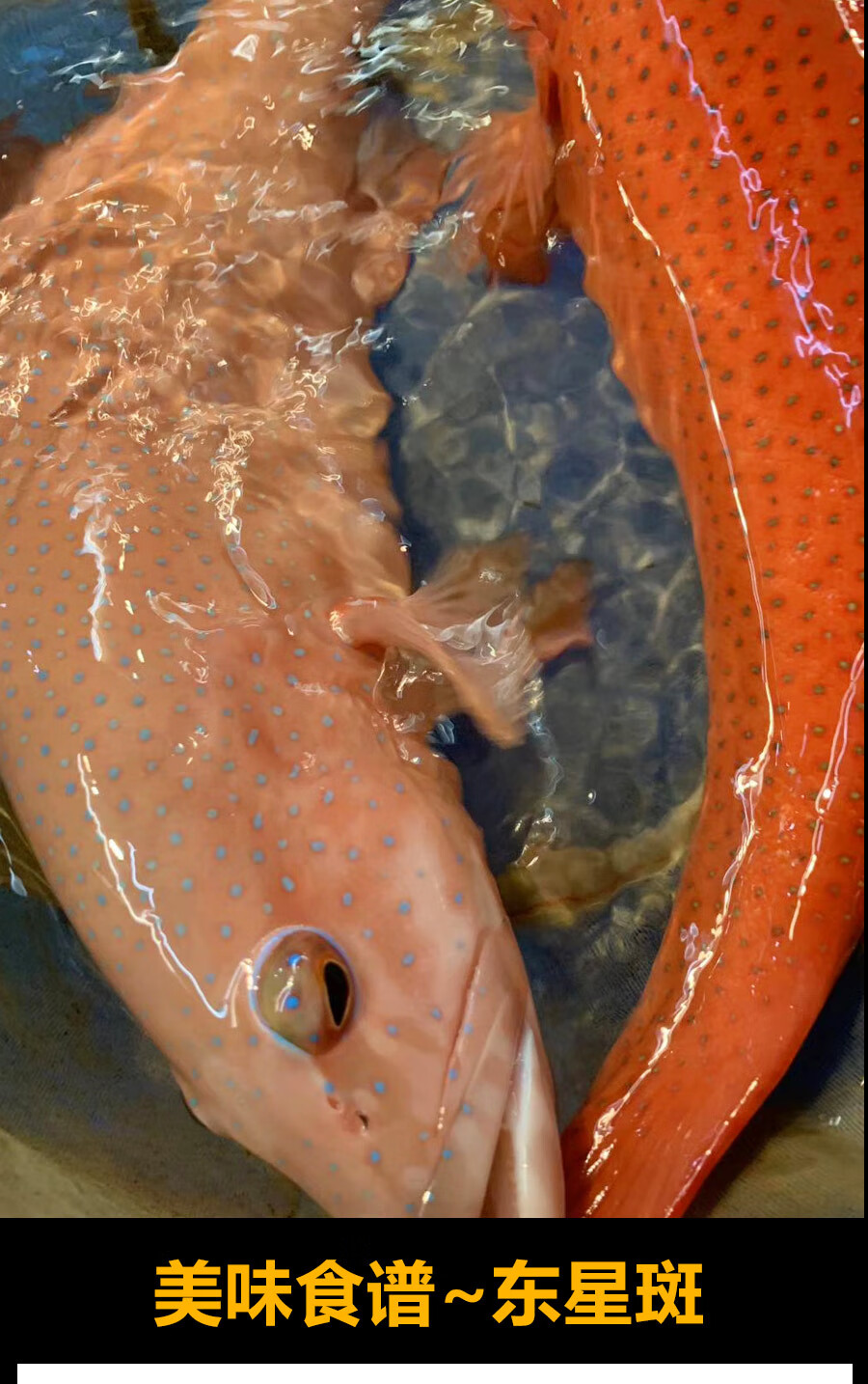 fgacct 【顺丰冷链】东星斑石斑鱼冰鲜新鲜鲜活冷冻燕尾瓜子斑水产