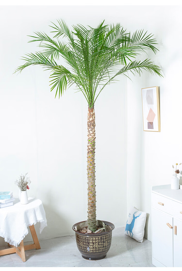 网红净化空气植物花城针葵盆栽棕榈科植物泰国椰子树北欧风热带风格