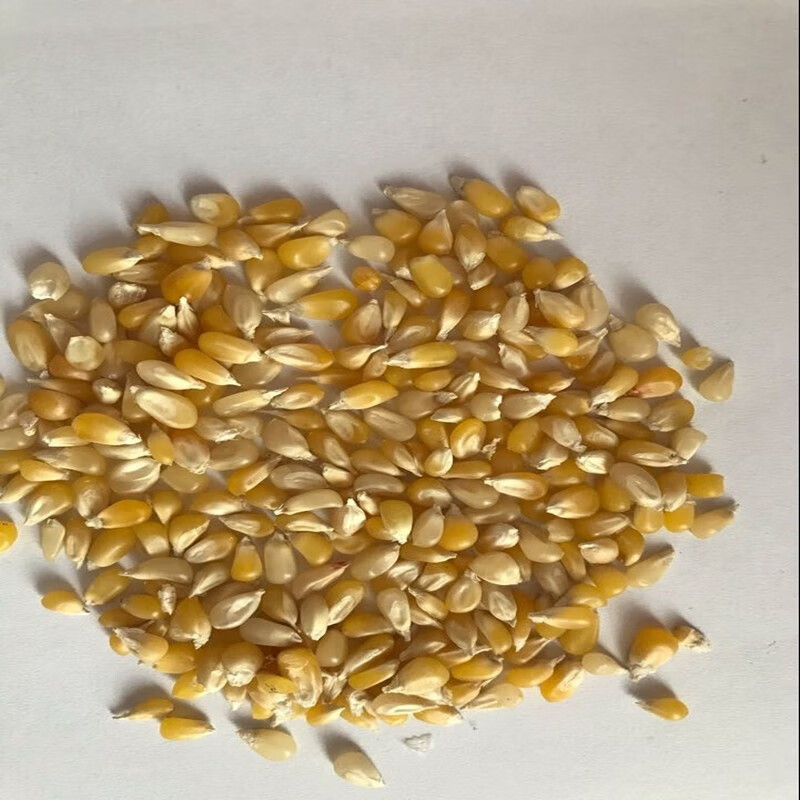 简装水果玉米种子玉米籽草莓玉米种籽春季农家四季蔬菜种孑 简装甜