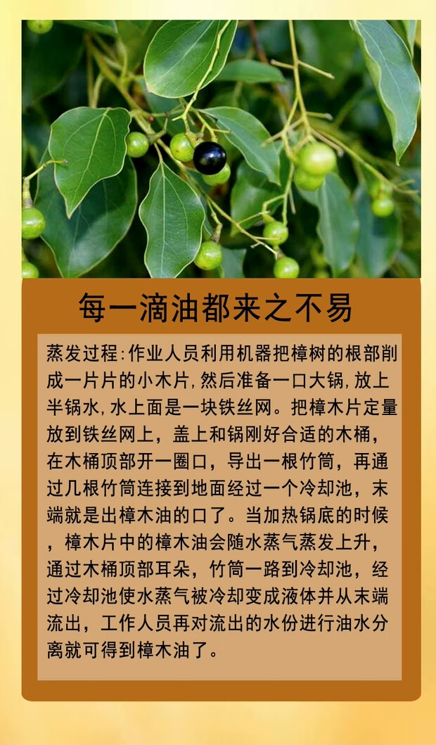 2022新款樟脑树精油香樟油500ml樟木油天然香樟油香樟