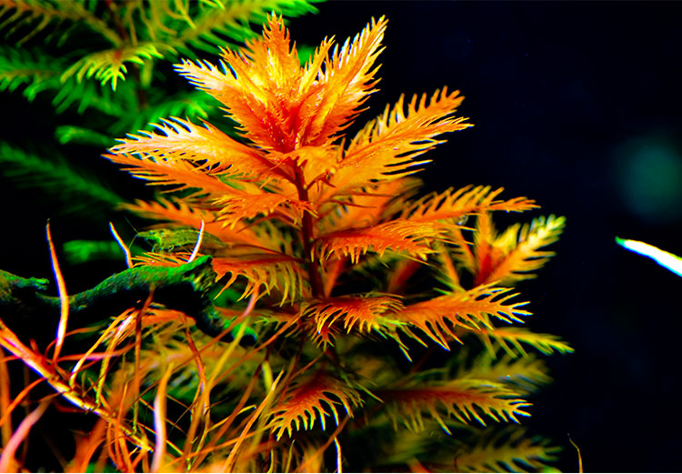 鱼缸水草活体红色水草红雨伞阳性低温水族箱淡水植物天然真水草搭啵兔