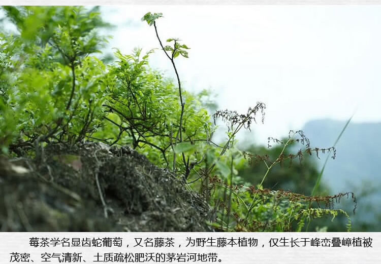 5折張家界野生莓茶特級芽尖土家茅巖黴茶長壽龍鬚藤茶顯齒蛇葡萄500g