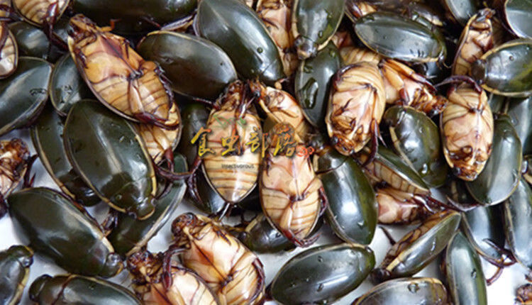 有仁堂新鲜龙虱金边龙虱水鳖.